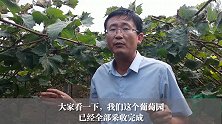 葡萄秋使基肥，都需要哪些肥料？这样的种植方法很不错