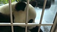 熊猫：金虎这个小熊精还学会扛竹子了，这小机灵样，太可爱了！