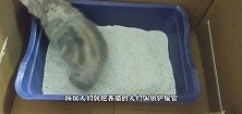 小猫第一次用猫砂，还以为是个玩具盒，自己全身的力都使上了