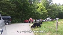 黑熊妈妈花式带娃，赖着就是不想走，黑熊：我有娃我就是玩
