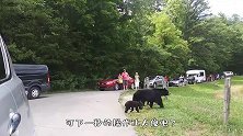 黑熊妈妈花式带娃，赖着就是不想走，黑熊：我有娃我就是玩