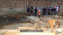 以为在逗猫，结果全是大老虎，原来逗猫棒还可以用来逗老虎！