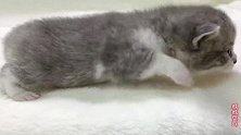 出生10天的小奶猫开始学走路，叫声奶声奶气，可爱度到了极点