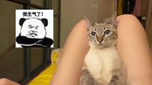 铲屎官自顾自的看电视，猫仔为引起注意竟做出这样的事