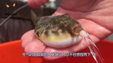 男子趁河豚吸气时，给它抽了一支烟，河豚瞬间呆滞了