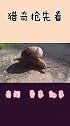 史前蜗牛长着厚厚的毛，生存优势明显，为什么最终还是灭绝了
