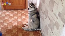 主人回家瞧见二哈异常安静,走进房门一看,气的差点崩溃!