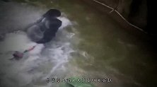盲人误闯黑猩猩园区，游客看到着急坏了，镜头记录全过程