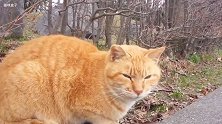 流浪猫：没吃的还好意思出来撸流浪猫 才不搭理你呢