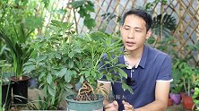 养盆景类的鸭脚木，谨记好3件事，长势旺盛，枝条圆润饱满不凌乱
