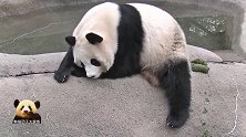 熊猫樱浜趴在池边扮演“思考者”，大长腿是亮点