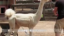 最狡猾的绵羊！6年用一招骗过主人剃毛，结局“悲剧”了！