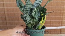 虎皮兰换盆就用这个小技巧，蹿芽快，几个月就爆盆！