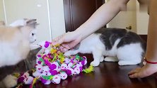 小猫咪见到100只假老鼠会有什么反应，猫：全吃了！