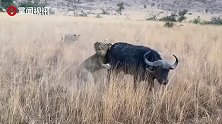 水牛为摆脱狮群追捕撞上游客汽车 游客拍下惊险一幕