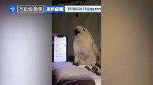超带感!手机铃声一响,鹦鹉立刻被“催眠”,随着音乐不停摇摆