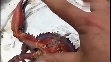 在海边抓一只大红钳子蟹，不小心被抓伤，手都流血了