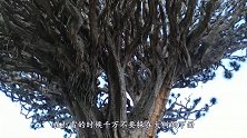 草原上一晚上电闪雷鸣，农民第二天去查看，这场景太壮观了！