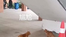 猫咪捉奸现场，在旁边的我看的忍不住想笑，但为什么没有打起来？