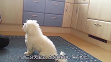 聪明伶俐的狗狗居然会跳芭蕾，站着两只脚转圈，这是你的新技能吗