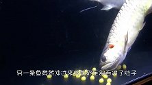 金龙鱼成功产卵，主人还没来得及高兴，大鱼瞬间将其吞入口中！