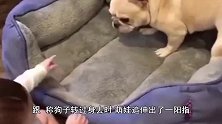 主人切瓜让狗狗扶着，调皮的主人却一直手起刀落，把狗狗急的不行