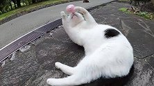 懒懒的猫咪见到玩具瞬间跳了起来