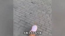秦皇岛一女子买海鲜逃单还顺走美卡犬，失主：该犬价值12800元，绝不私了