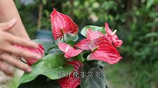 养红掌，牢记1多，越养越枝繁叶茂，花朵又多又大