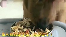 主人拌的美味鸡肉饭，大金毛都吃的精光，只有二哈不按常理出牌