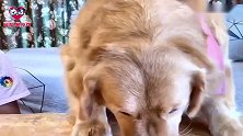 金毛和哈士奇帮主人洗头却被捉弄，这个头今天怕是洗不完了！真逗