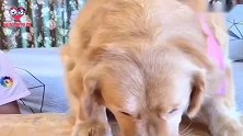 金毛和哈士奇帮主人洗头却被捉弄，这个头今天怕是洗不完了！真逗
