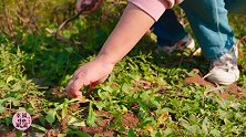 挖野菜，做野菜团子！轻松就可以做出薄皮大馅的野菜团子！