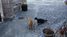 橘猫一大早被黑猫堵在门边逼问，问着问着就打起来了黑猫下手真狠