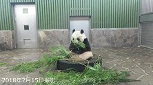 大熊猫坐上它的宝座，吃着竹子就是惬意