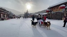 狗子还知道为拉雪橇做准备，游客都大笑了，怎么可以这么聪明呢？