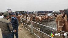 齐齐哈尔甘南牛市，公牛母牛保揣牛各种牛报价，看看现在啥行情