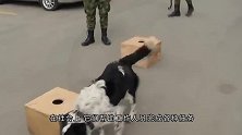 警察正在做俯卧撑，狗狗看后的反应太逗了，场面搞笑有趣！
