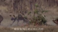 4只野狗捕杀1只羚羊，羚羊惨被活活“掏死”，镜头记录全过程