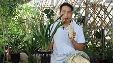 用玉米棒养兰花，谨记这些使用技巧，让兰花越养越旺，来年开花多