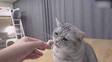 发现一只馋嘴的猫咪，这好吃的样子，真是搞笑！