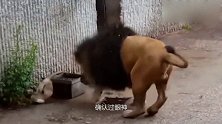 雄狮一巴掌将自己儿子拍翻，不料这时母狮过来了，雄狮的反应太搞笑！