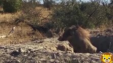 两头狮子在洞中捕杀疣猪，可花豹自己蹲守猪洞次次拿下，真猛