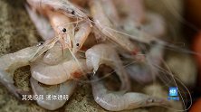 悦世界第110期 湖水的恩赐 江浙滋味