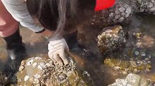 乡村生活：潮水一退好多都张着嘴巴。一闭一合的太有意思了，看看