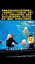 俄罗斯海参崴一家水族馆内白鲸拒绝亲吻驯兽员遭拳打脚踢 白鲸 发情期