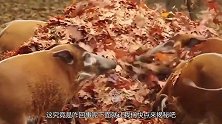 红河猪这繁殖力，令非洲兄弟头疼不已，中国吃货看后安排