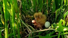 刚破壳的雏鸟，遭受蚊虫袭扰，鸟妈回来得很及时
