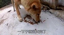 田园犬阿爆怀孕食量大增，每天来我家门口蹲守，吃不到东西不回家