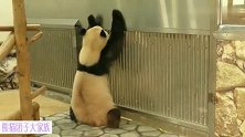 熊猫结浜知不知道在隔壁走来走去的那位，就是自己的爸爸呢？